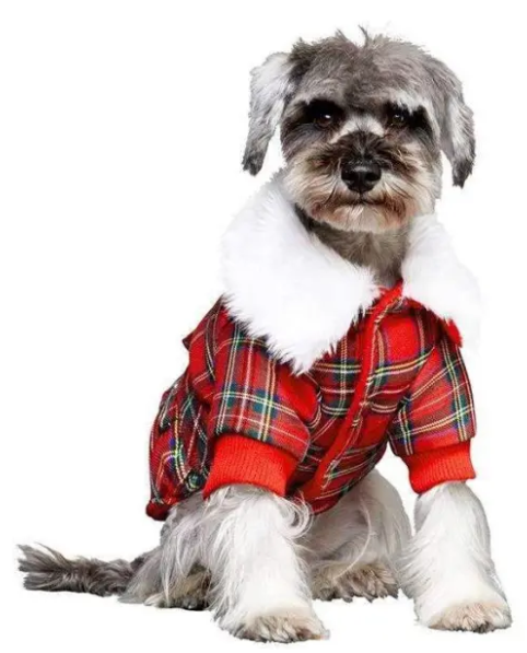 Top Trends in Dog Fashion Clothing for 2024