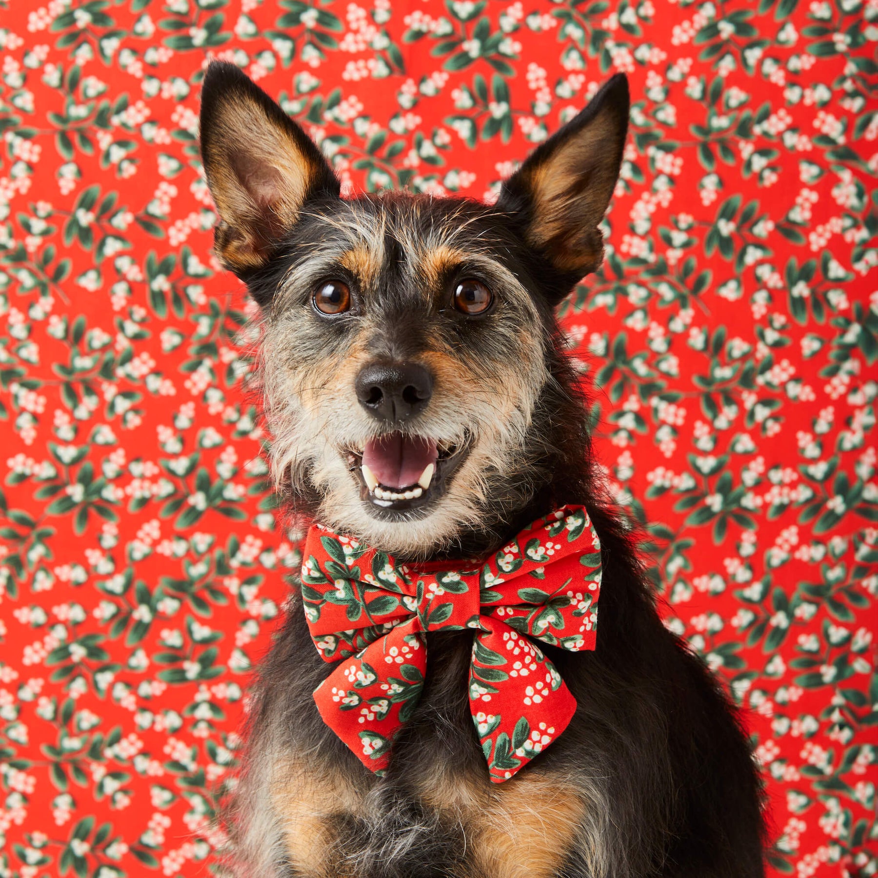 Rifle Paper Co. x TFD Mistletoe Lady Bow Collar