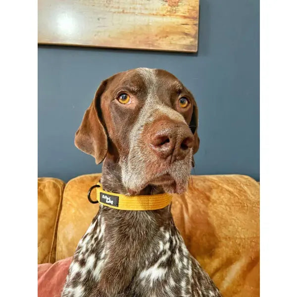 Mustard Yellow Luxury Corduroy Dog Collar