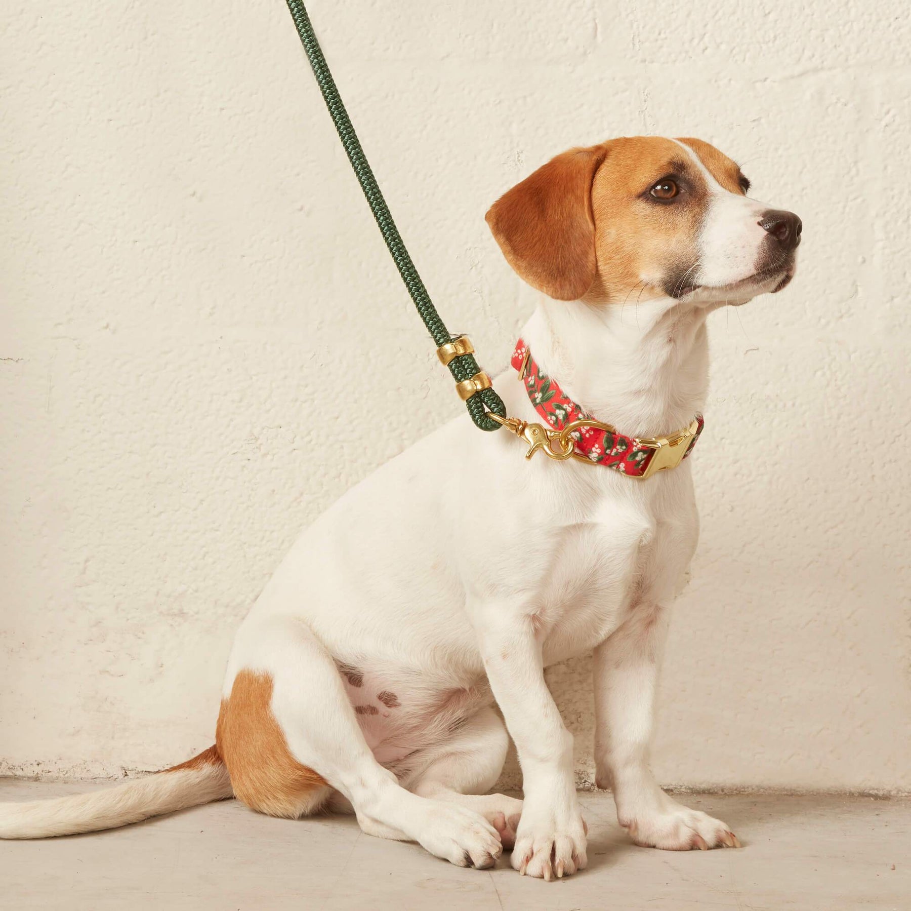 Rifle Paper Co. x TFD Mistletoe Collar Walk Set